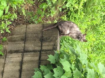 photo_grdr0034213833_0413894898pc-jpg