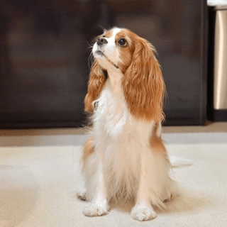 deco_grdr0031110549_0417680299_06_6-png