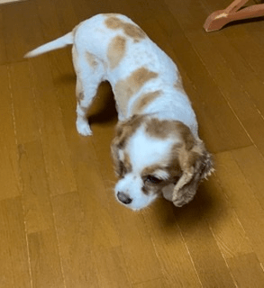 deco_grdr0031110549_0417680299_07_7-png