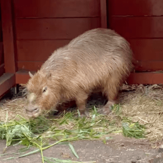 deco_grdr0036430211_0545399816_02_2-png