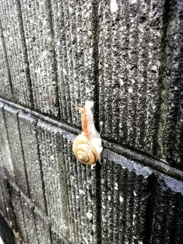 grdr0036921938_0653178726pc-jpg