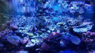 grdr0051487400_0664226446_02-png